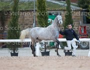 Cadoro Tosc Tour2013- S5 1620 : Arezzo, Cadoro, Cavalli d'Italia, Toscana Tour 2013, foto di Stefano Secchi ©